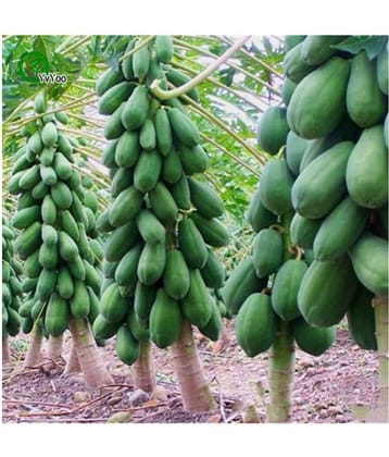 Creative Farmer Fruit Seeds Dwarf Carica Papaya Fruit Seeds 25 fresh seeds Fruit Plant Seeds For Outdoor Bonsai Suitable Fruit Seeds Garden Pack