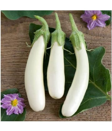 Brinjal White Long Variety Hybrid Seeds - Pack of 50 Seeds F-1 Hybrid with growing soil