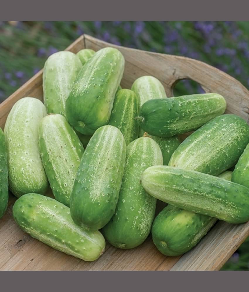 Jignisha Seeds Khira Vegetable ( 50 Seeds )