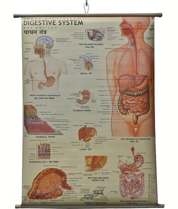 Digestive System Chart Laminated Wall Chart (Size 100X75 CM) Perfect for Classroom, Student, School, Medical Student