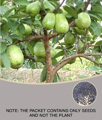 homeagro - Guava Fruit ( 100 Seeds )