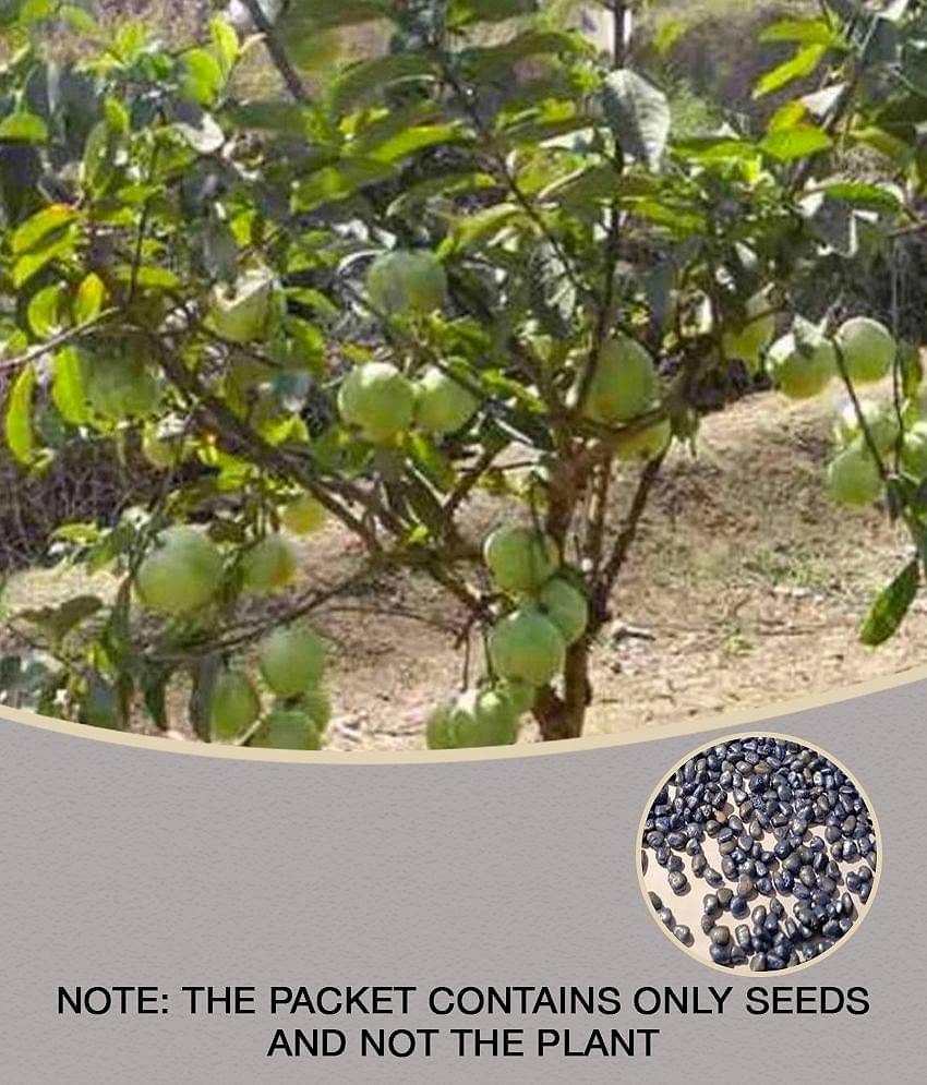 CLASSIC GREEN EARTH - Guava Fruit ( 100 Seeds )