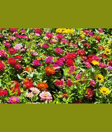 HN organic seed - Zinnia Mixed Flower ( 20 Seeds )