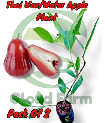 Cloud Farm Outdoor Fruit Plant ( Pack of 2 )