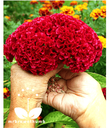 cox comb flower 50 seed