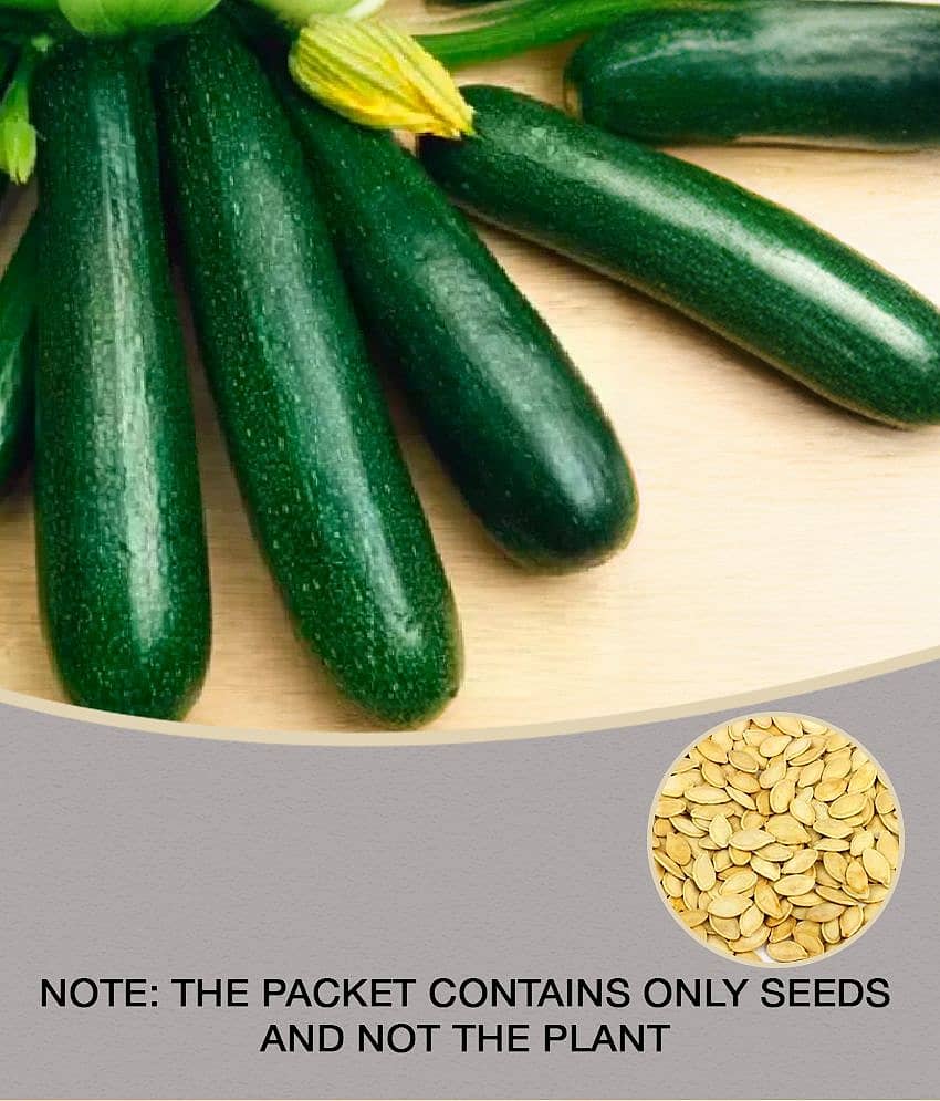 F1 HYBRID Long Squash PUMPKIN 10 Seeds WITH MANAUL