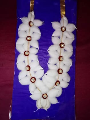 Cotton wheeni