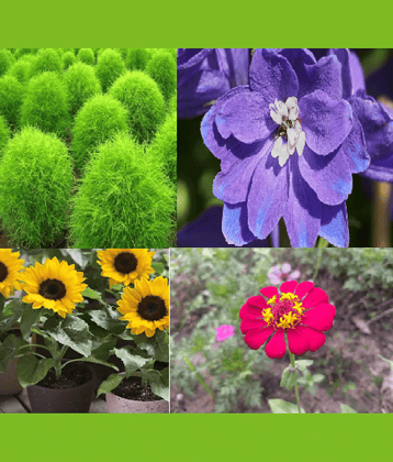 CLASSIC GREEN EARTH - Mixed Flower ( 200 Seeds )