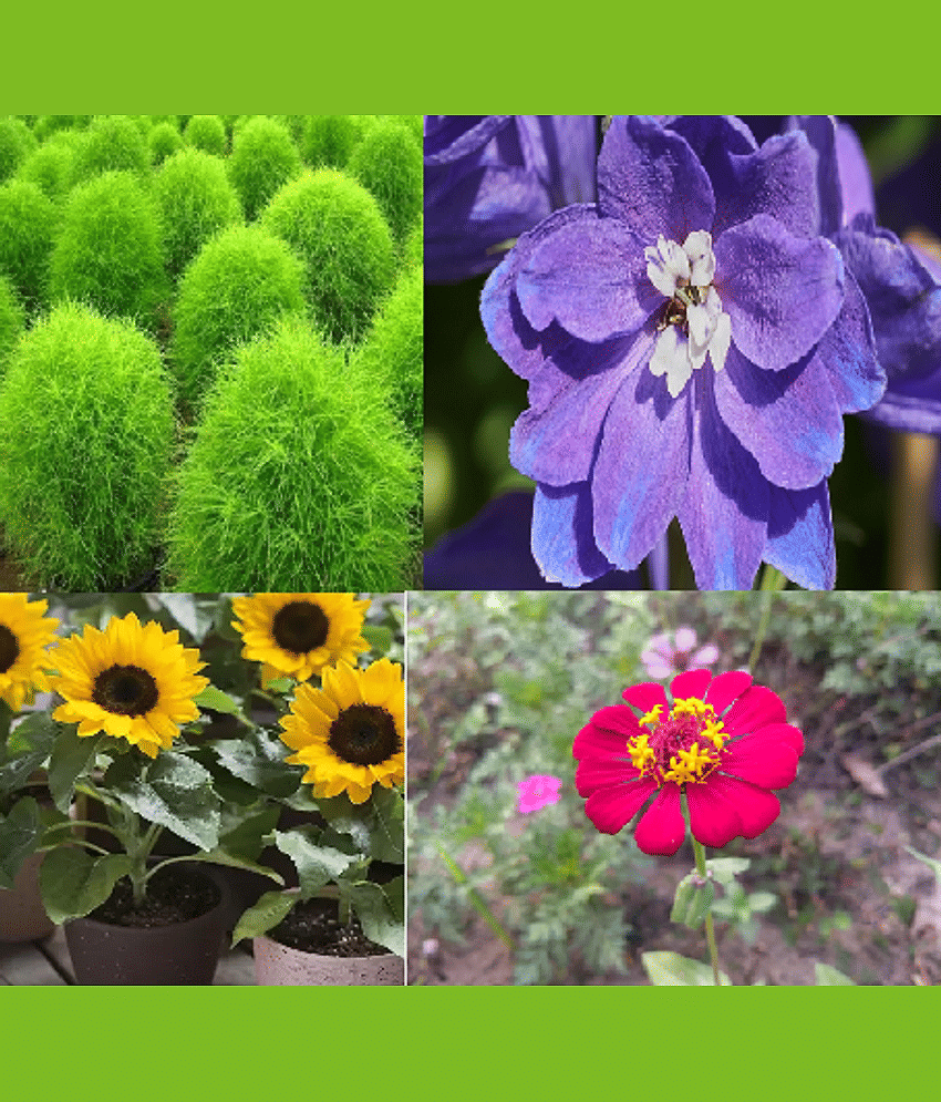 CLASSIC GREEN EARTH - Mixed Flower ( 200 Seeds )