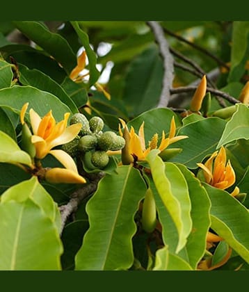 MICHELLIA CHAMPA flower 20 seeds pack with free cocopeat and user manual