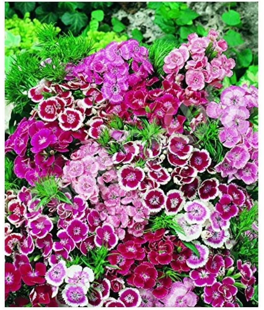 SHOP 360 GARDEN Sweet William Dwarf Mixed Flower Seeds - Pack of 100 Seeds