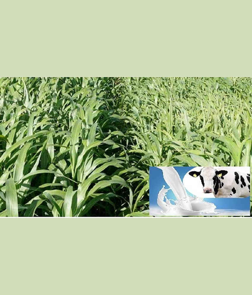JUMBO GRASS SEEDS Nederland grass 100 seeds best for animal feeding