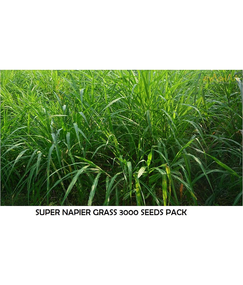 super napier green elephant grass 3000+ seeds pack for outdoor farming use with instrucion manual