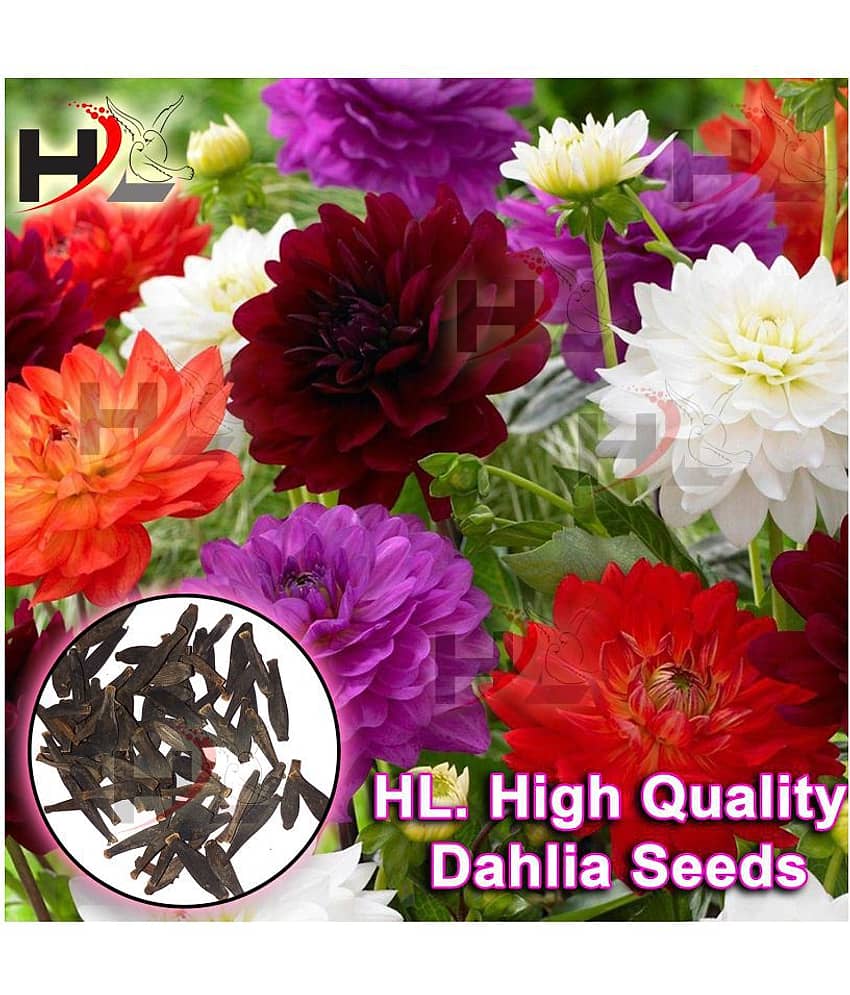 HL. Dahlia Hybrids Mixed Color - Dahlia Flower Seeds
