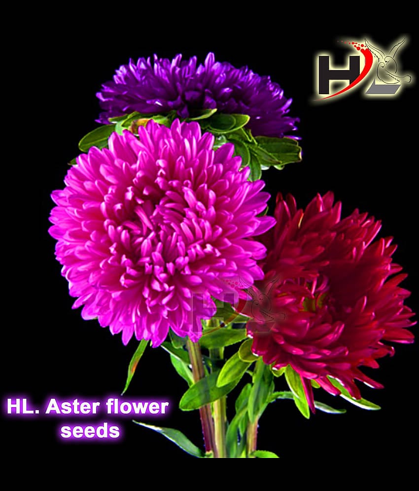 HL. Aster Double mix color Seed / Like Dahlia Seeds