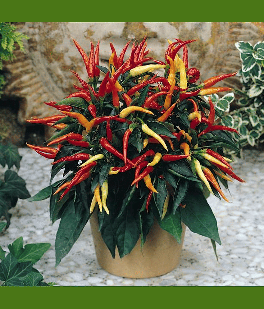 Ornamental Chilli (Suryamukhi Mirchi Ke Beej) Vegetable Seeds Pack Of 50 | Organic | for Planting in Home Kitchen Terrace Balcony Gardening