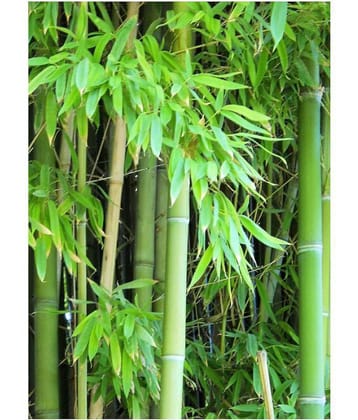 Male Bamboo Seeds For Outdoor Bamboo Seeds Garden Pack