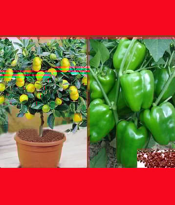 Homeagro Seeds Combo - lemon Seeds ( 20 seed ) and Hybrid Indian Tomato Vegetable ( 100 seed )