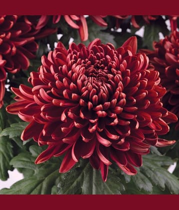 premium chrysanthemum red flower 30 seeds pack with free cocopeat and user manual