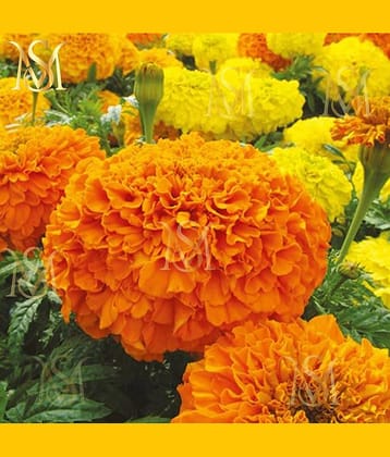 MS. Marigold Seeds MIX 30 seeds