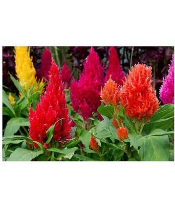 celosea Mix- Pack of 50 Seeds with growing cocopeat