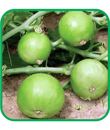 Aero Seeds Tinda Vegetable ( 30 Seeds )