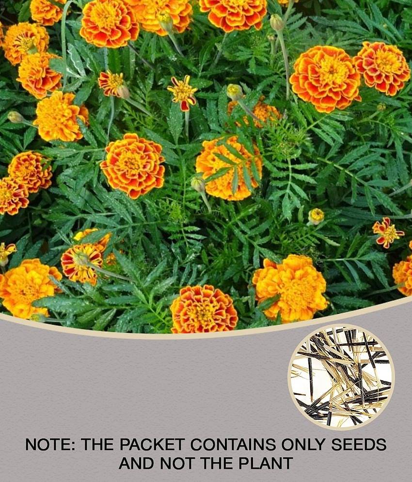 homeagro - Marigold Flower ( 50 Seeds )