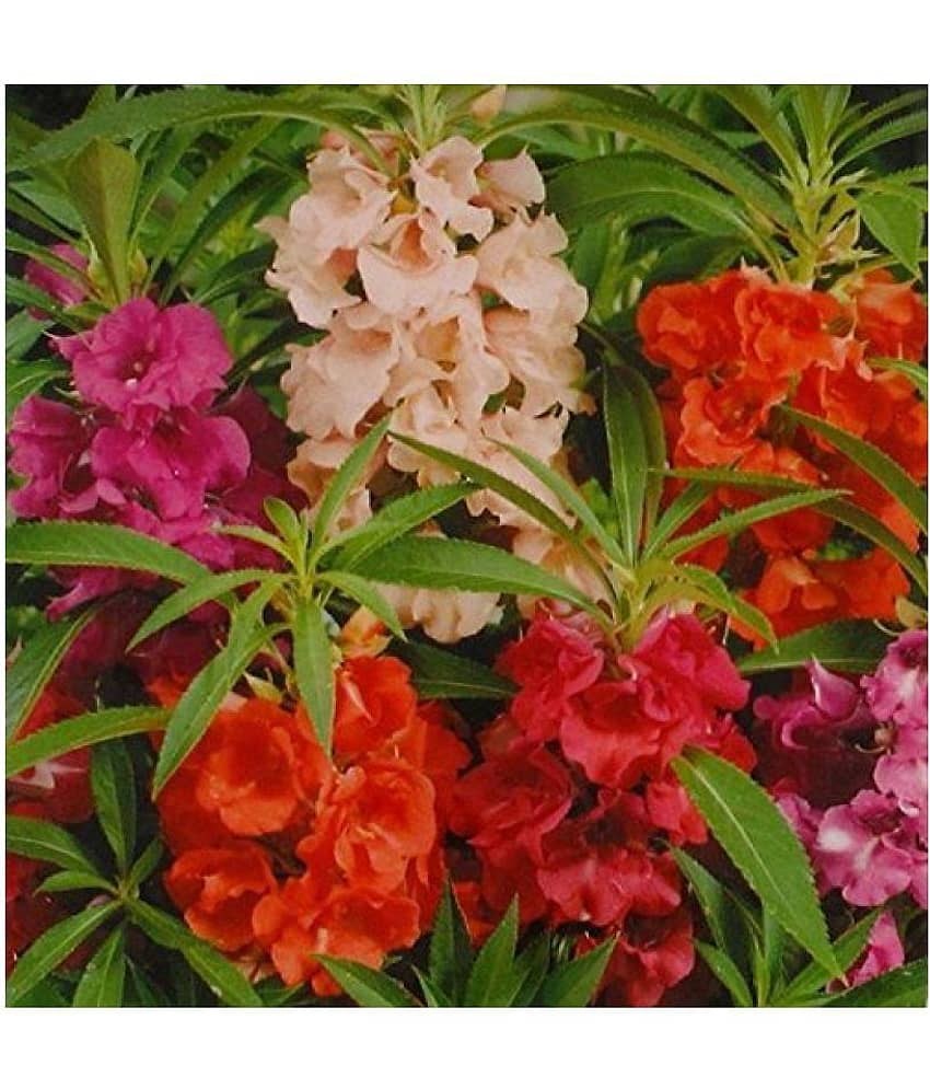 STOREFLIX Balsam (Brother Of Rose) Mix Flowers Seeds - Pack of 30 Seeds WITH MANUAL