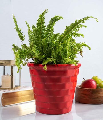 Bird's Nest Fern in Red Brick Ceramic Planter