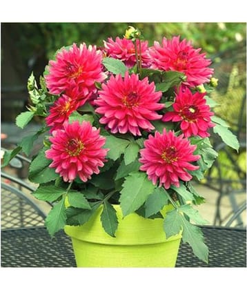 HN organic seed - Dahlia Mixed Flower ( 25 Seeds )