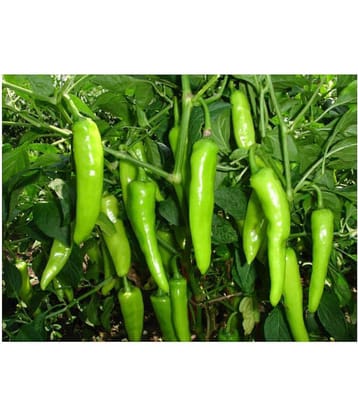 Best Hybrid Chilli Seeds - 100 + Instruction Manual
