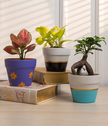 Set of 3: Aglaonema Valentine + Money Plant + Ficus Bonsai in Matte Planters