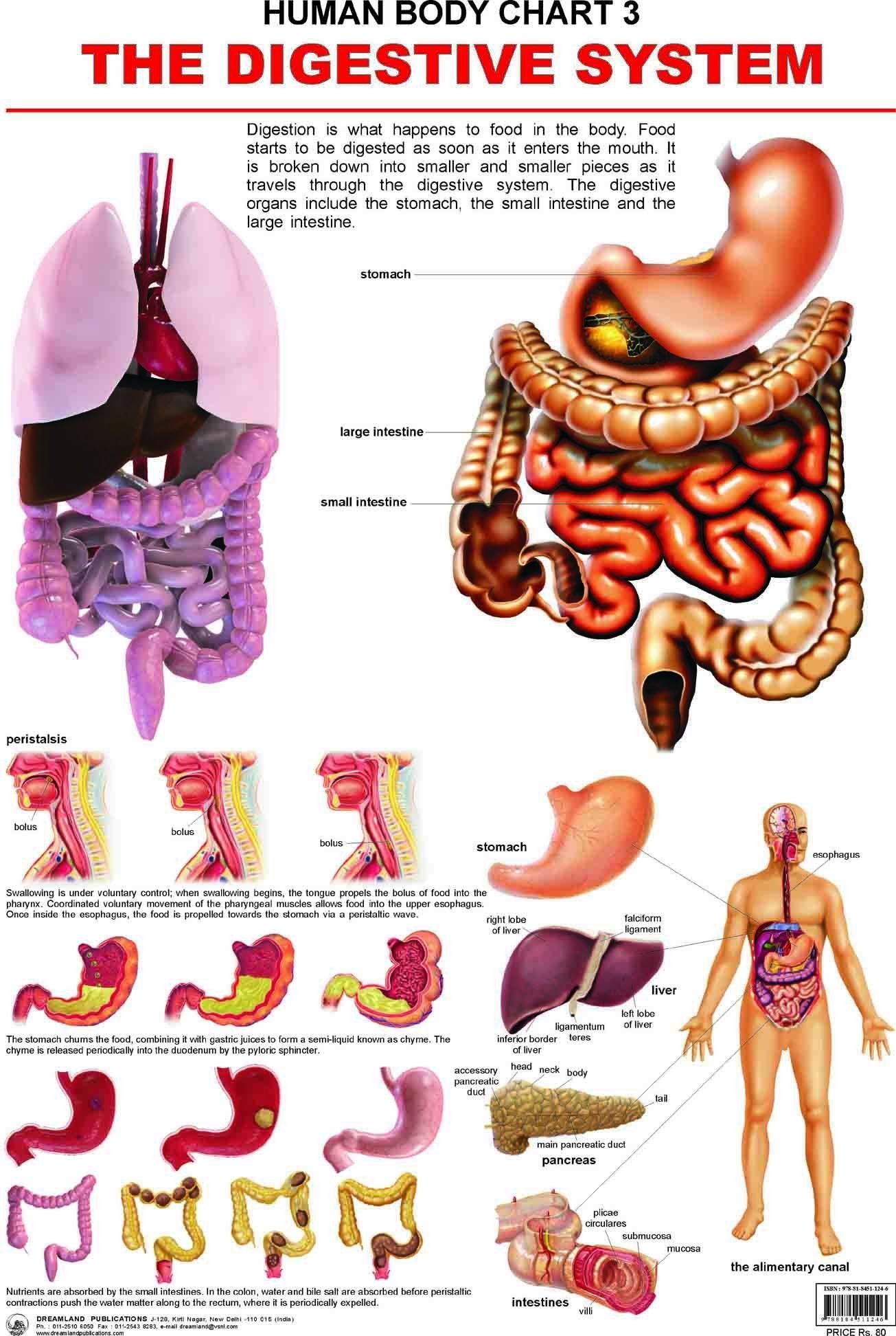 The Digestive System Wall Chart (Human Body Chart) - Both Side Hard Laminated (Size 48 x 73 cm) [Poster] Dreamland Publications