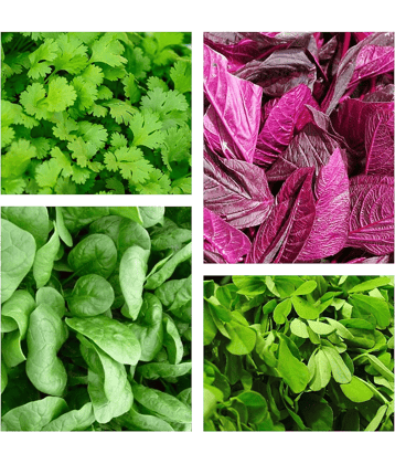 Vedhahi Chaulai (Saag) Vegetable 4 Varieties ( 500 Seeds )