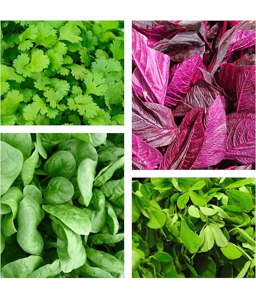 Vedhahi Chaulai (Saag) Vegetable 4 Varieties ( 500 Seeds )