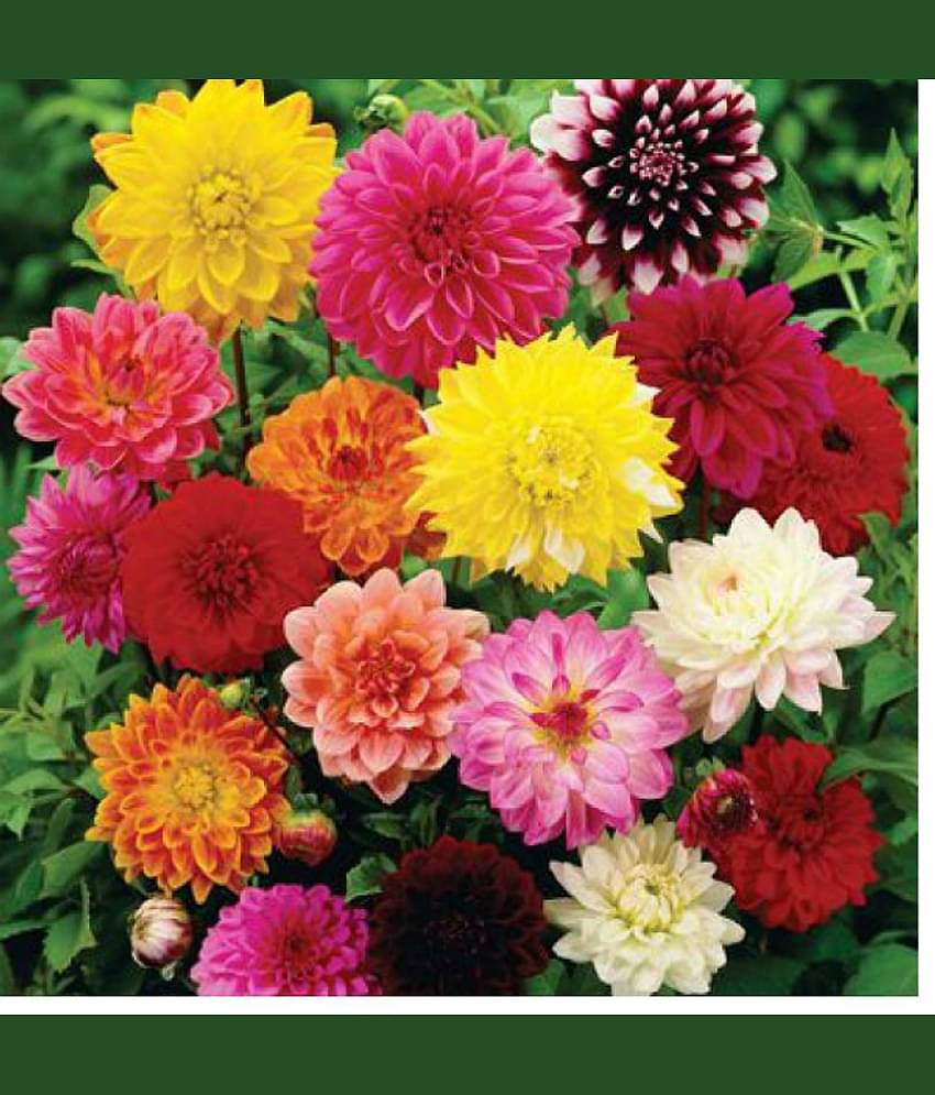 HN organic seed - Zinnia Mixed Flower ( 20 Seeds )