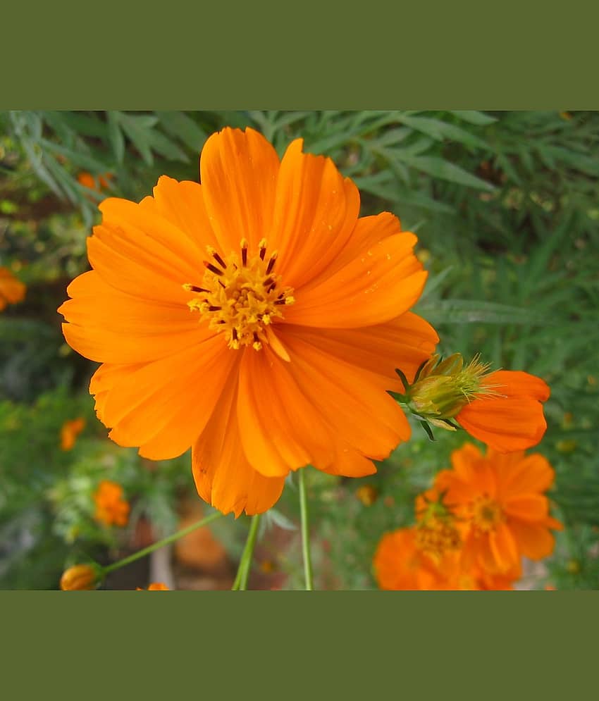 homeagro - Cosmos Mixed Flower ( 20 Seeds )