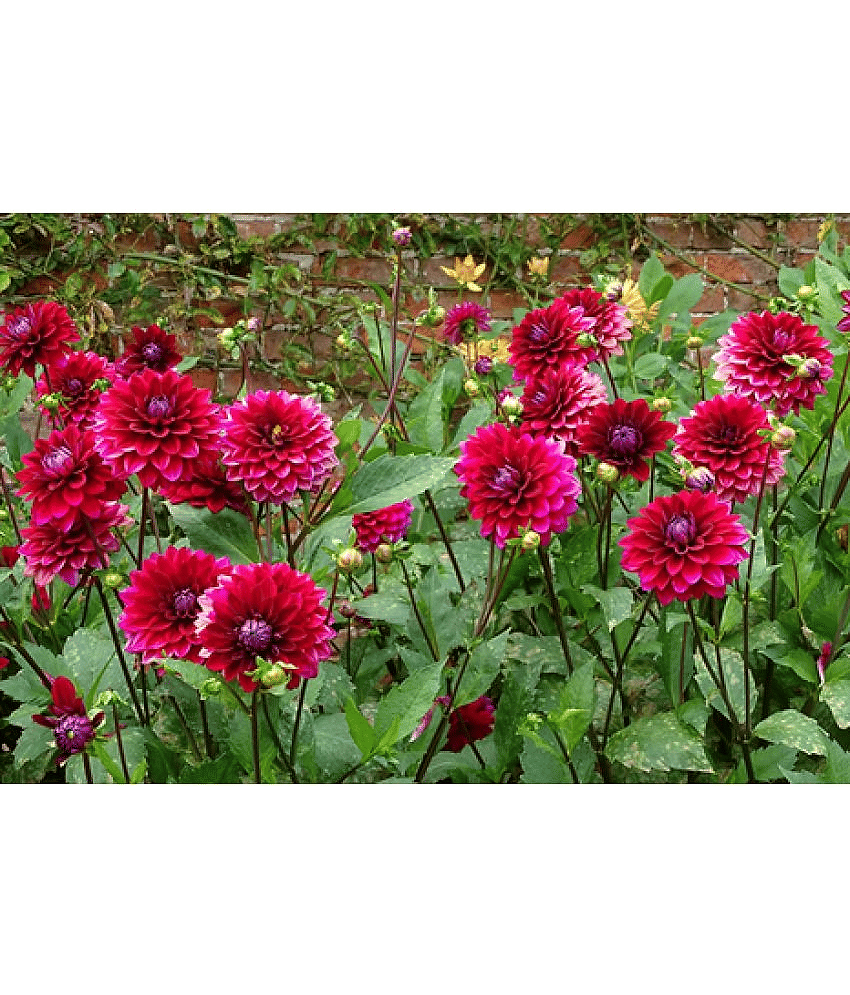 CLASSIC GREEN EARTH - Dahlia Flower ( 40 Seeds )