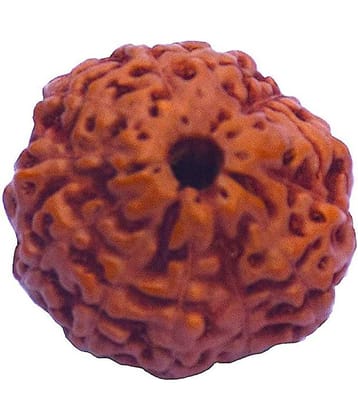 12 Face Indonesian Rudraksha12 Mukhi Indonesian Rudraksha/Twelve Faced Indonesian Rudraksha With Lab Certified