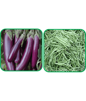 Aero Seeds French Beans ( 30 Seeds) And Brinjal Purple Long (30 Seeds) Vegetable Seeds Pack