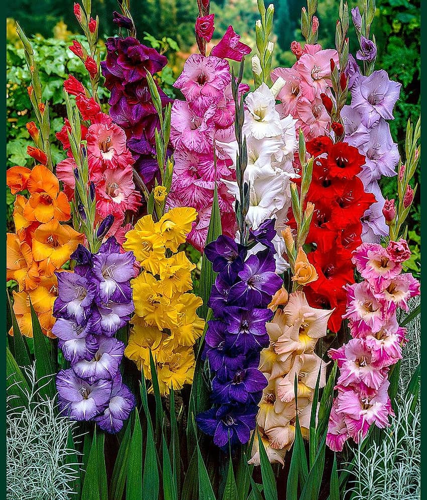 LiveNature Gladiolus Mixed Flower ( 6 Seeds )