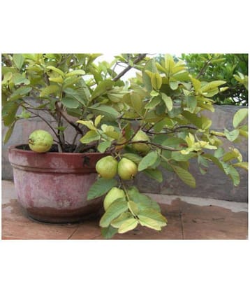Thai Guava Bonsai SUITABLE Fruit Seeds Very sweet Delicious Fruit 40 Seeds