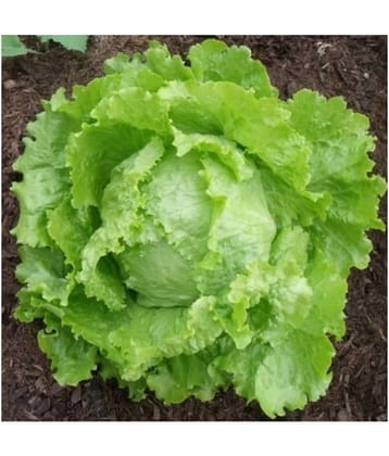 Lettuce Green (Salad Patta) English Vegetables Seeds - Pack of 100 Seeds