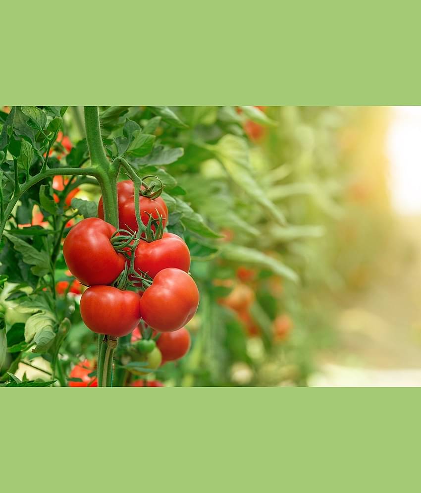 CLASSIC GREEN EARTH - Tomato Vegetable ( 50 Seeds )