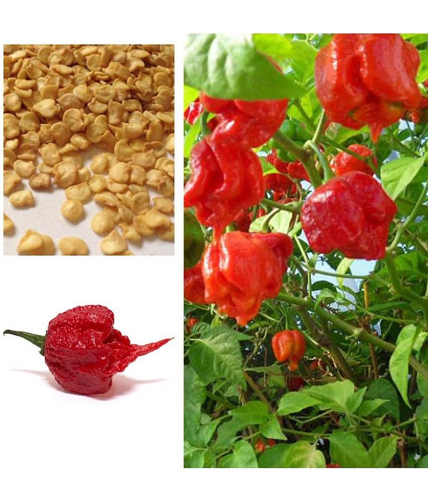 Super Hot Carolina Reaper Chilli Pepper Seeds 20 seeds pack