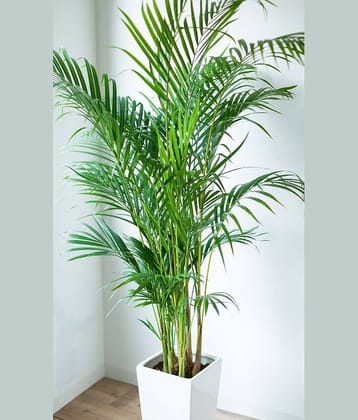 homeagro - Areca palm Plant ( 5 Seeds )