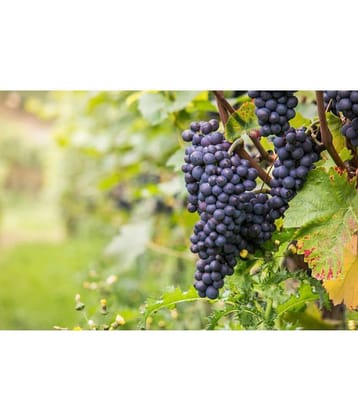 OhhSome Seeds Of Fruits Black Grape Seeds Fruit Plant Seeds For Home Garden Kitchen Garden Fruit Seeds Pack