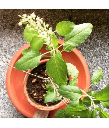 FLARE SEEDS Rama Tulsi Pack Of 100 Seeds