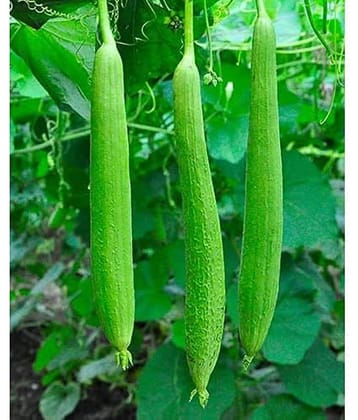 Sponge Gourd Seeds for Kitchen Gardening, 20 seeds