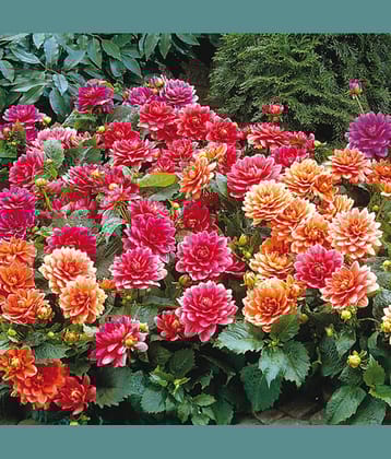 HN organic seed - Dahlia Mixed Flower ( 25 Seeds )